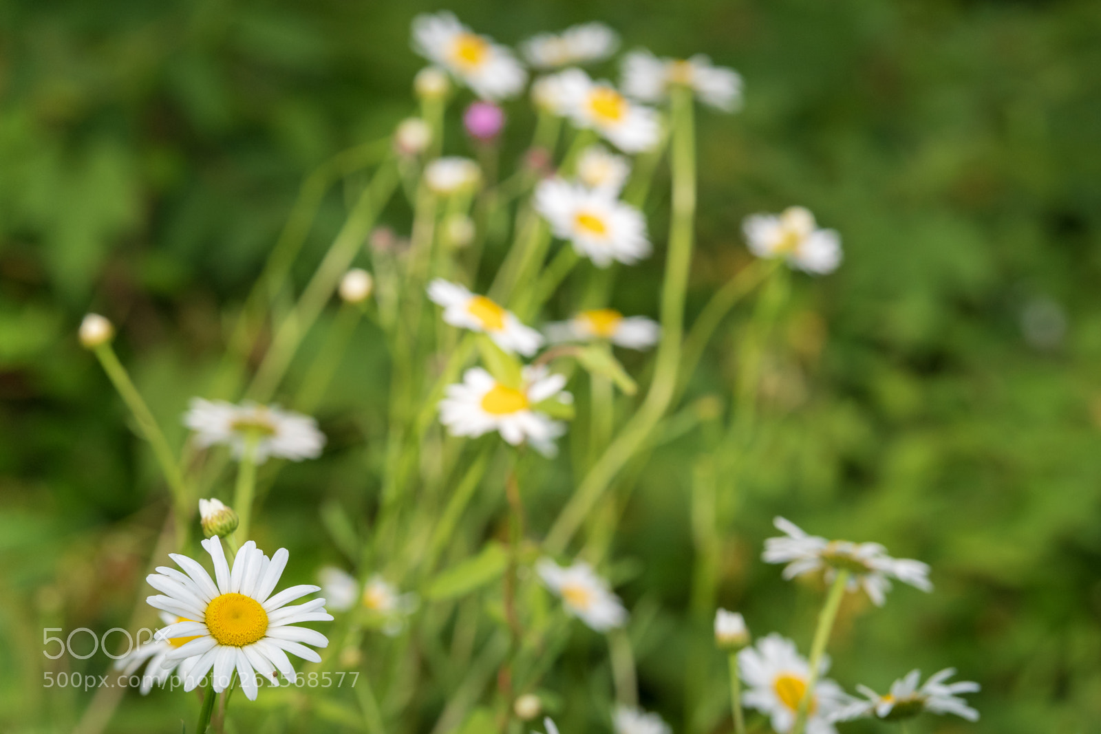 Nikon D500 sample photo. Dandelions photography