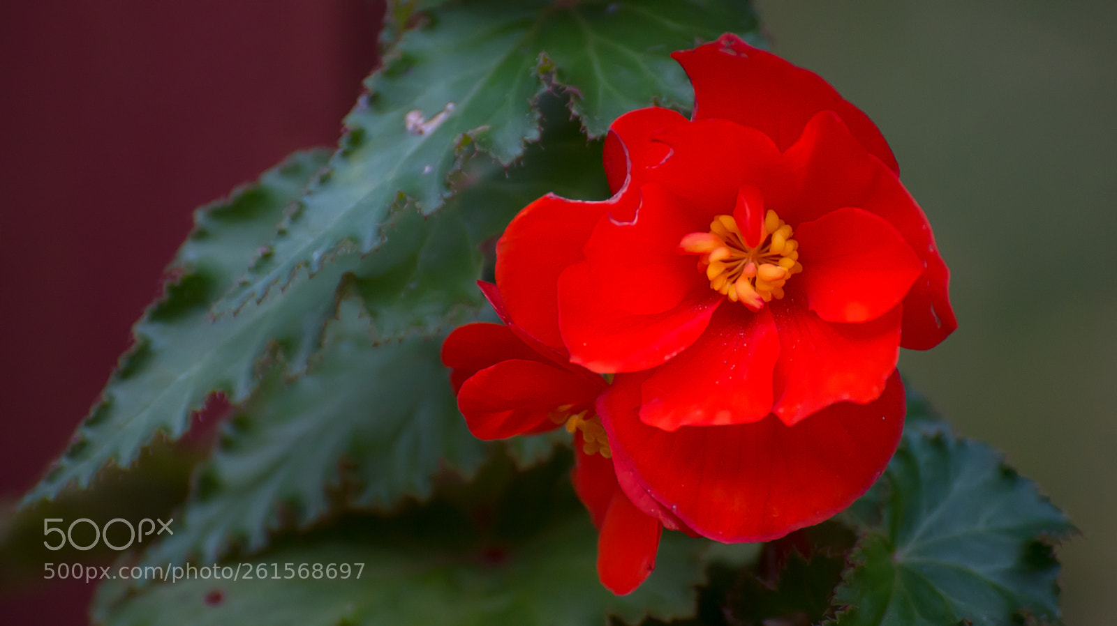 Nikon D610 sample photo. Nibbled petals photography
