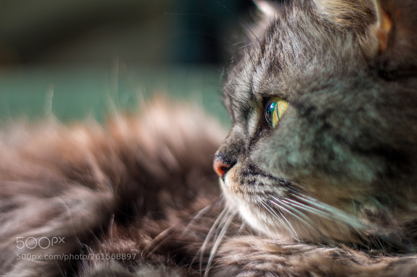 Canon EOS 700D (EOS Rebel T5i / EOS Kiss X7i) sample photo. Lucian photography