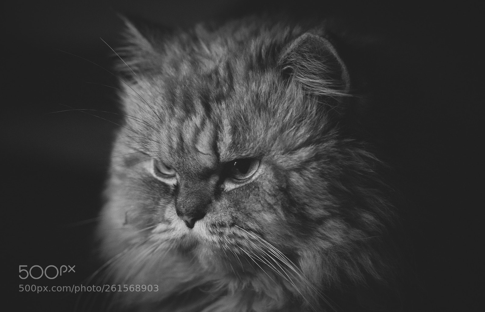 Nikon D700 sample photo. Grumpy freddy photography