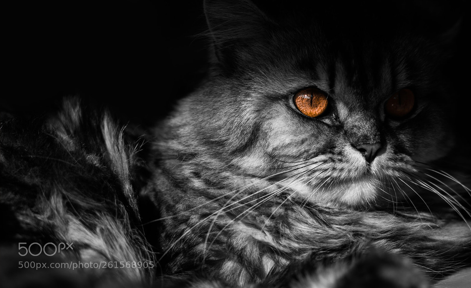 Nikon D700 sample photo. Lucian photography