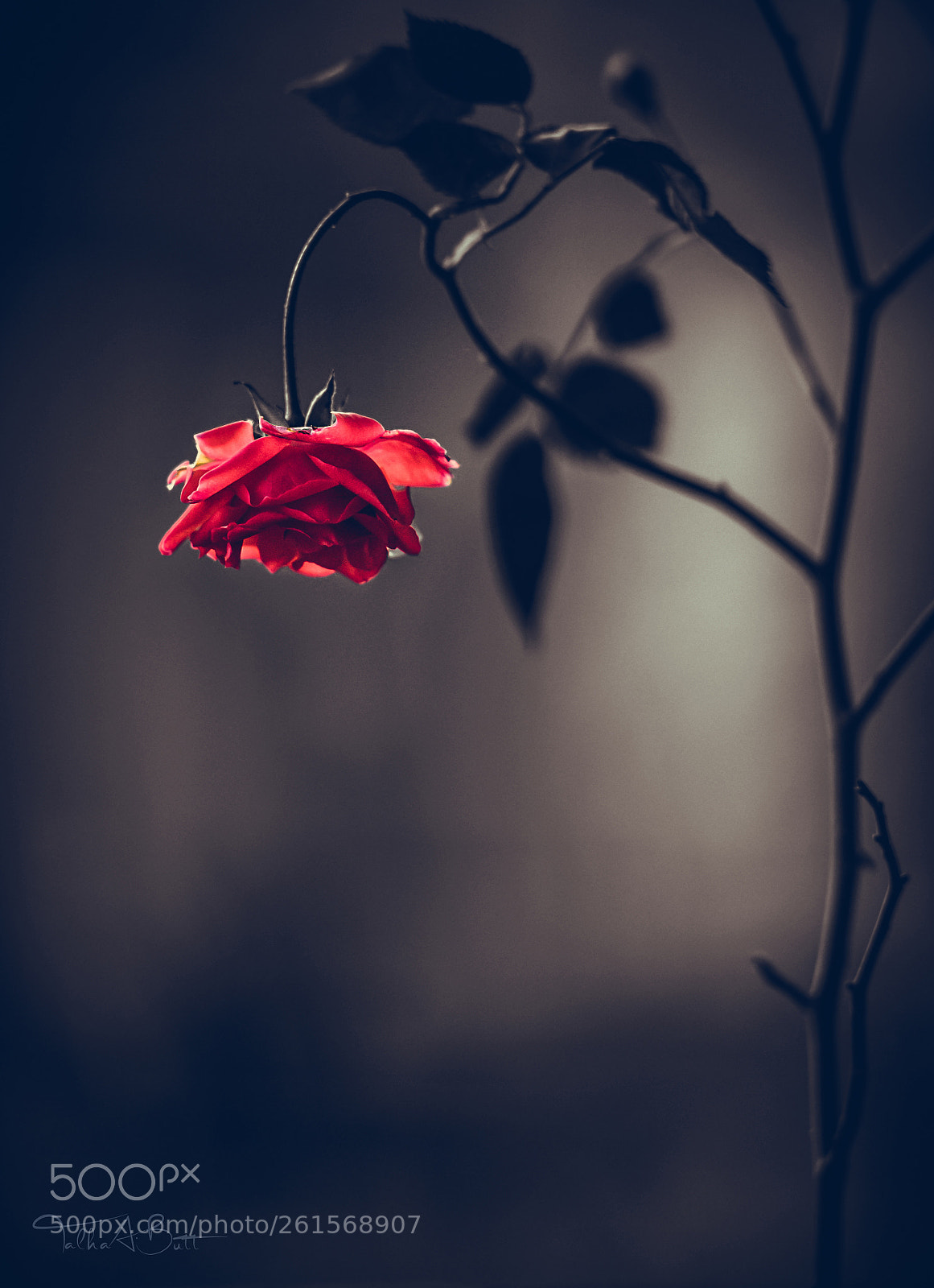 Nikon D750 sample photo. Beauty and beast photography
