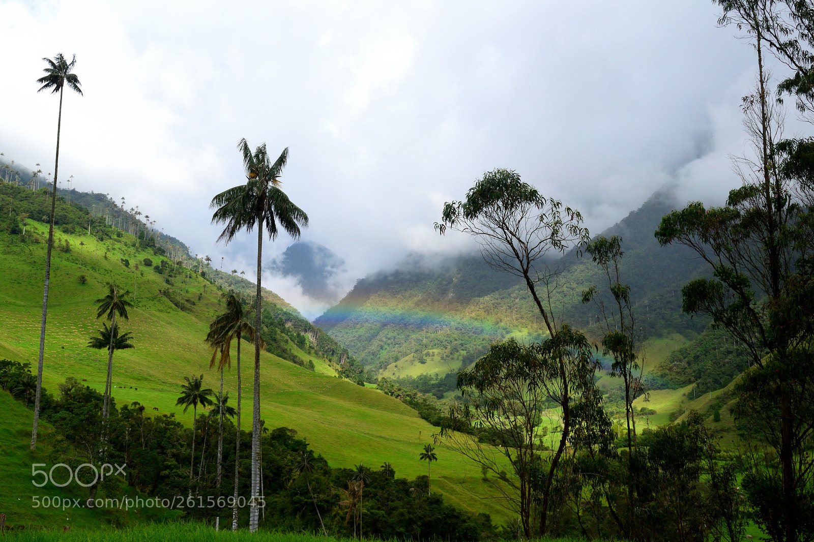Nikon D5300 sample photo. Cocora meadows photography