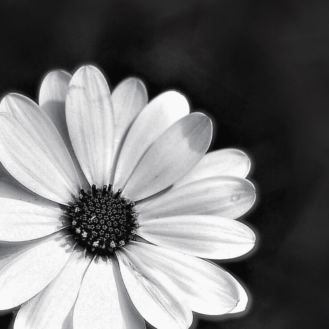 Nikon D750 sample photo. Untitled photography