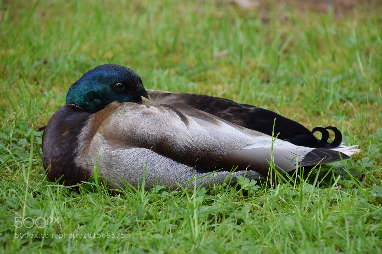Nikon D5300 sample photo. Mallard duck at burnaby photography