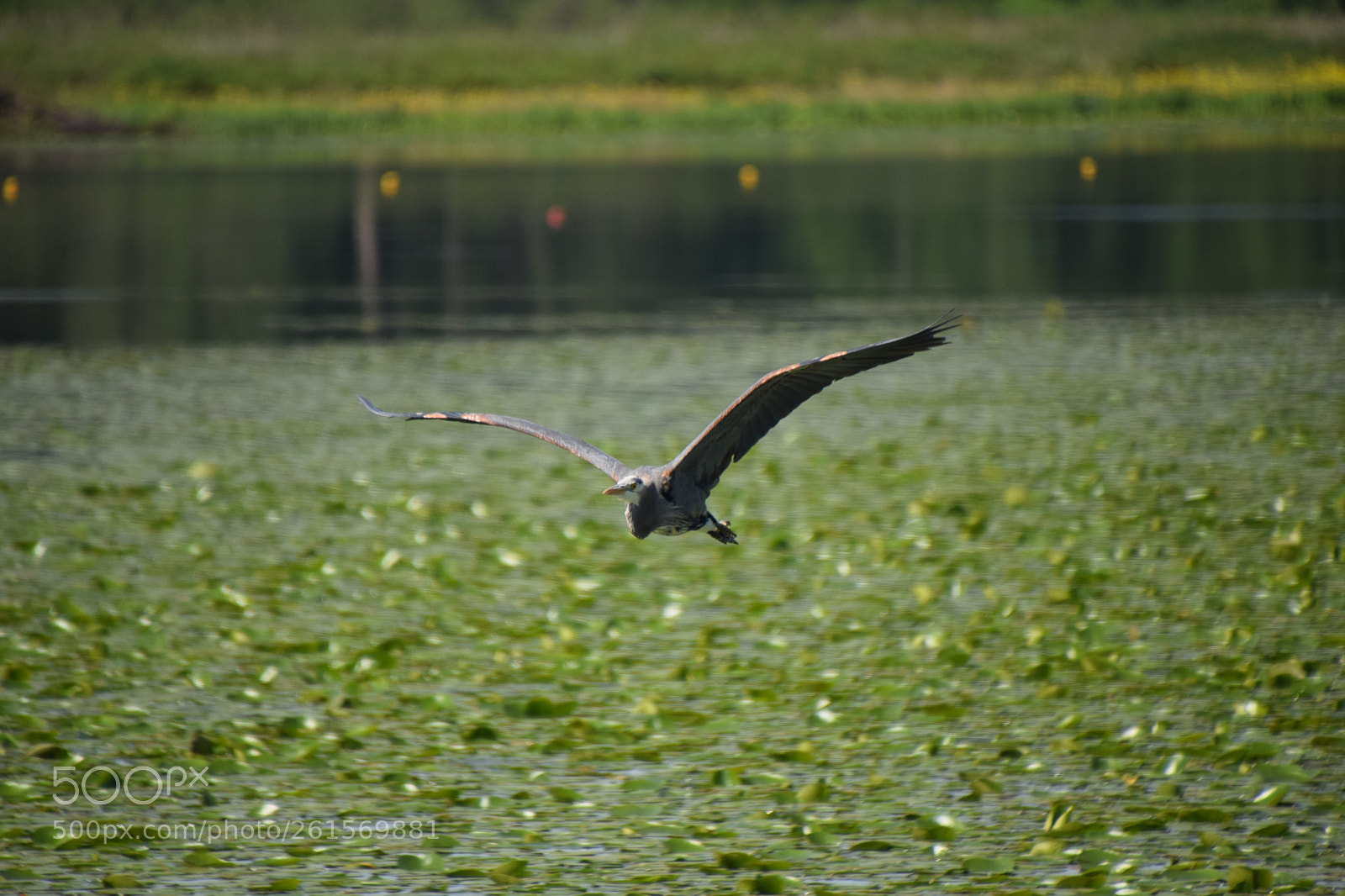 Nikon D5300 sample photo. Blue heron at burnaby photography