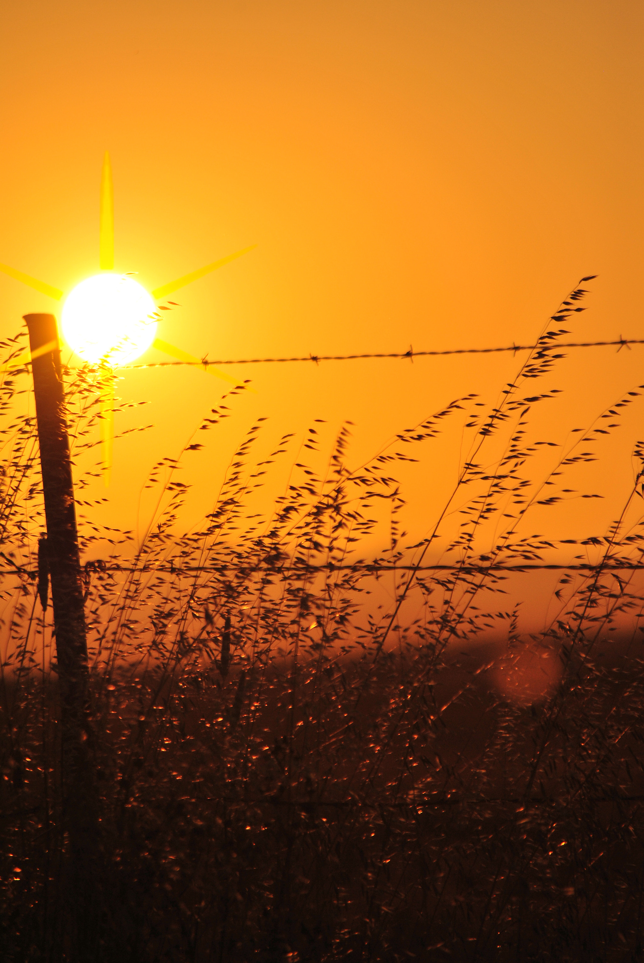 Nikon D3000 sample photo. Setting sun at rush ranch photography