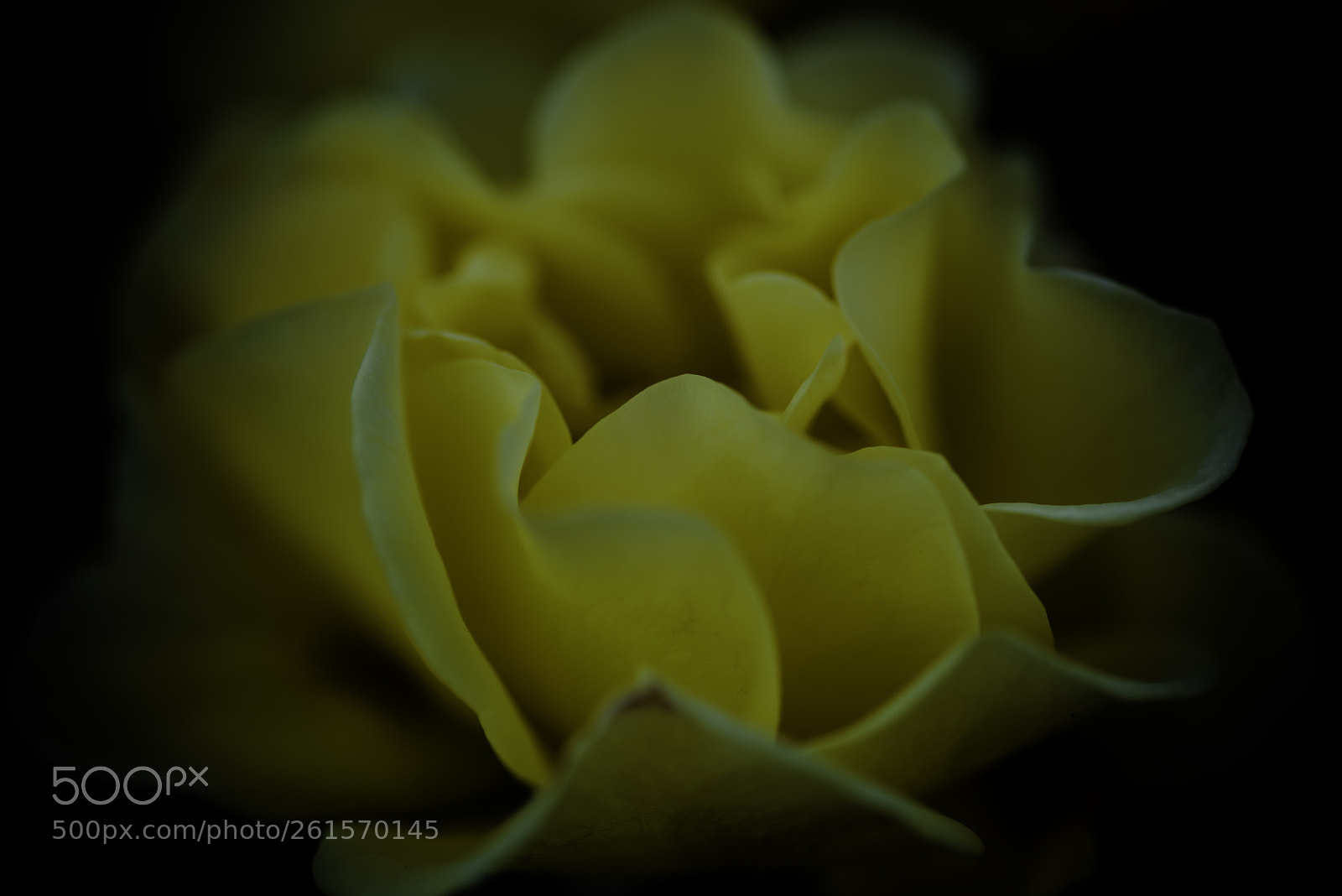 Nikon D810 sample photo. Rose petals. photography