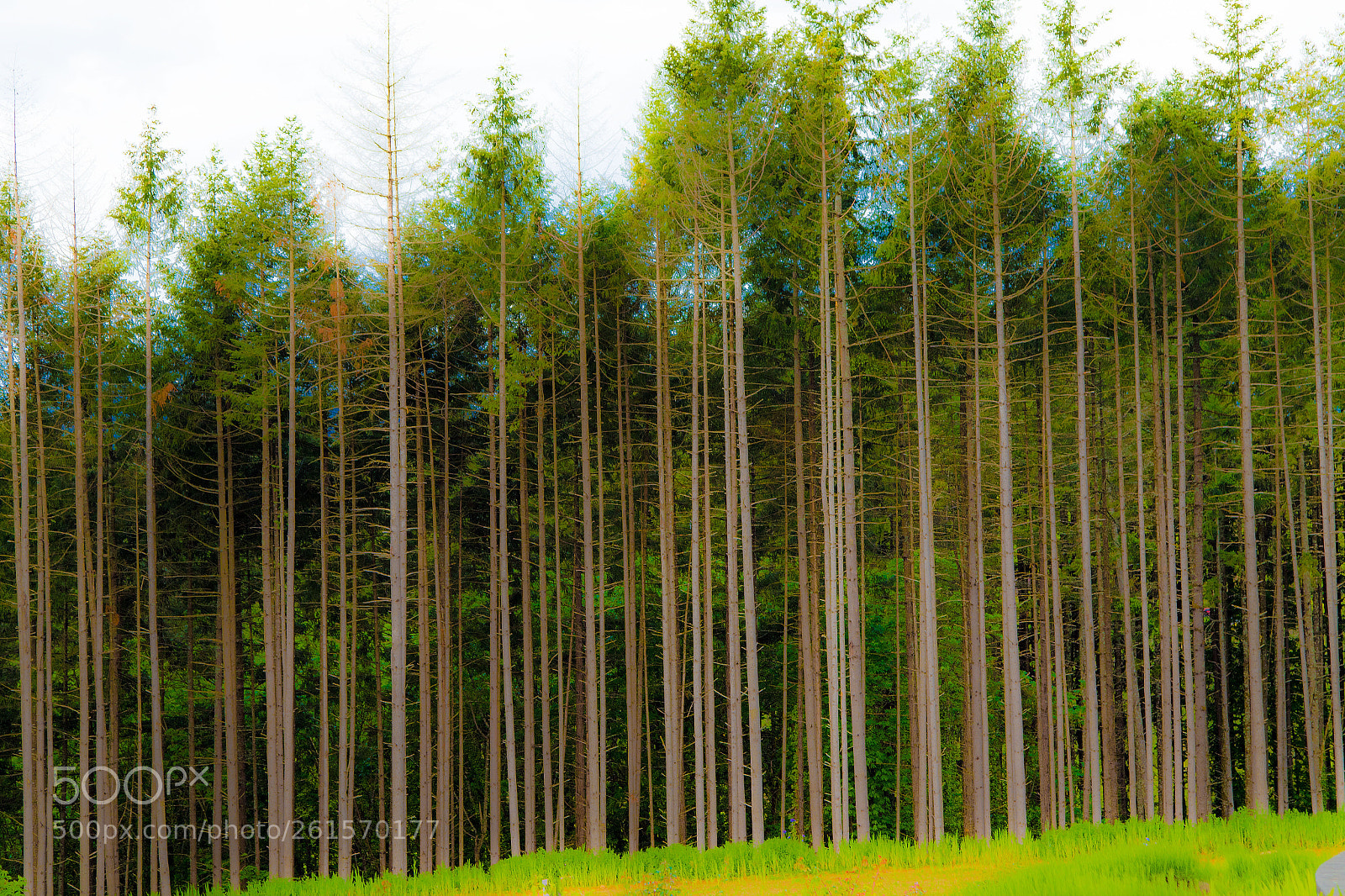 Canon EOS 7D Mark II sample photo. Timber photography