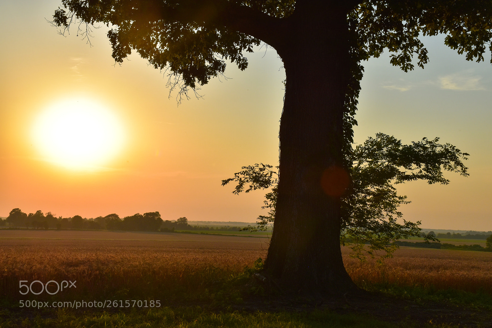 Nikon D5600 sample photo. Sunset in pollard photography