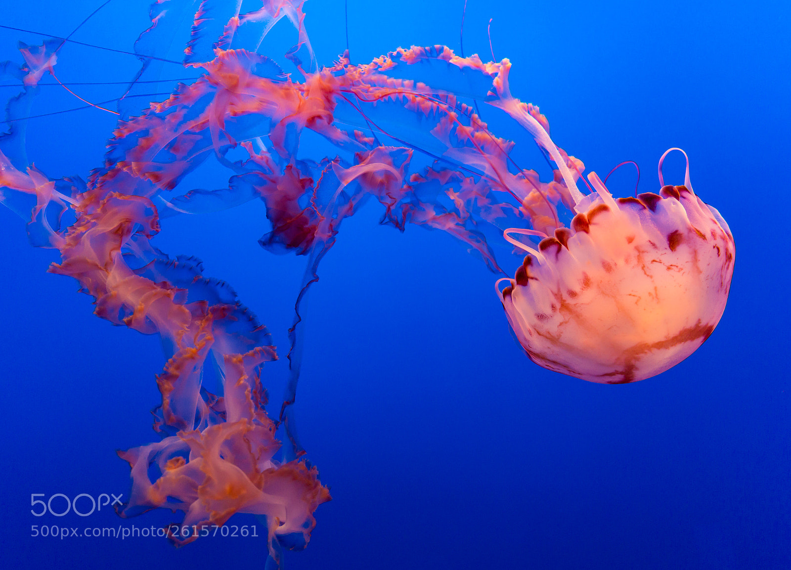 Canon EOS 6D sample photo. Jellyfish photography