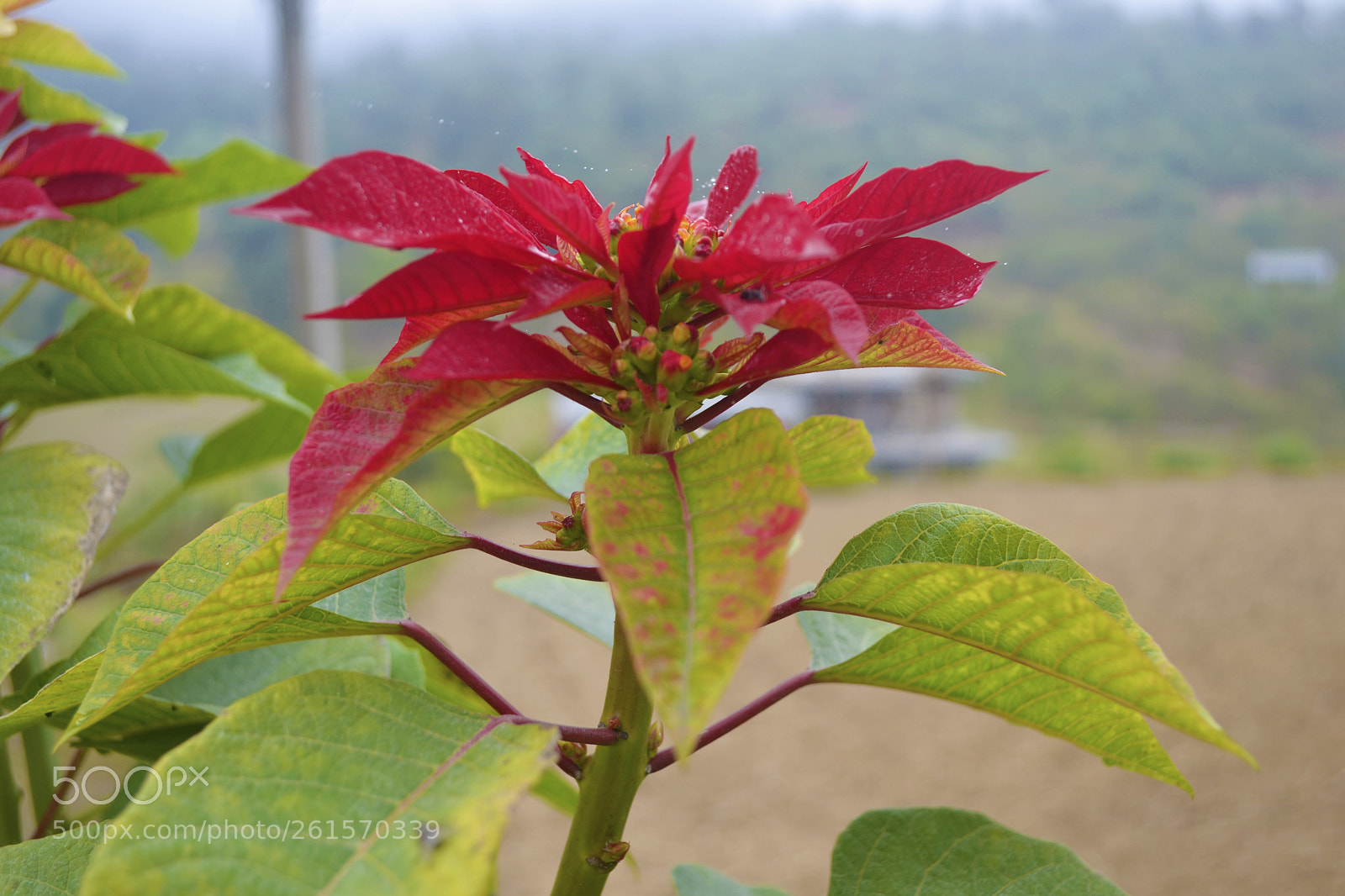Nikon D3100 sample photo. Fourth photography