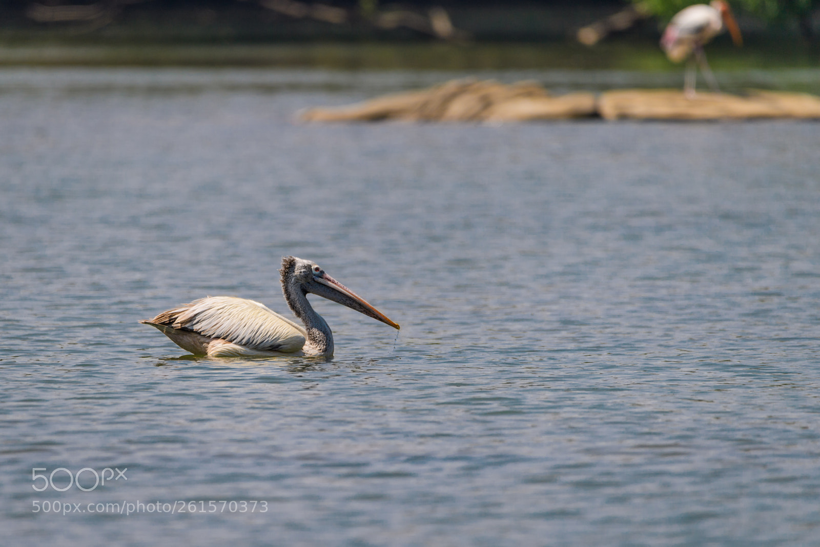 Nikon D5 sample photo. The hidden stork photography