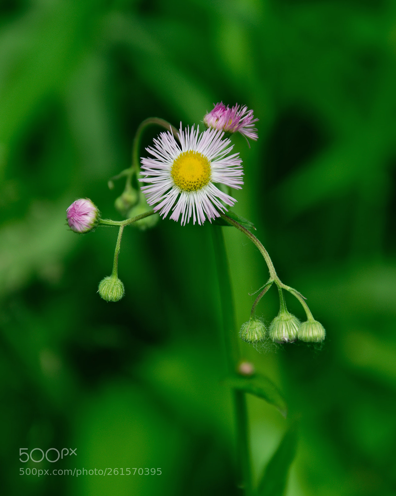 Nikon D5300 sample photo. Lone flower photography