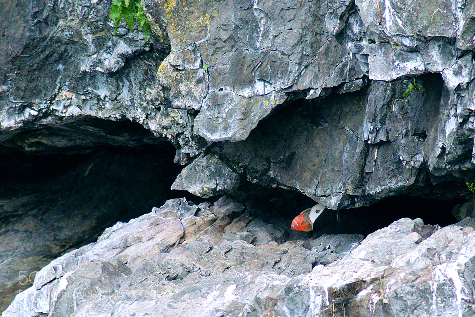 Nikon D5300 sample photo. Puffin in rocks photography