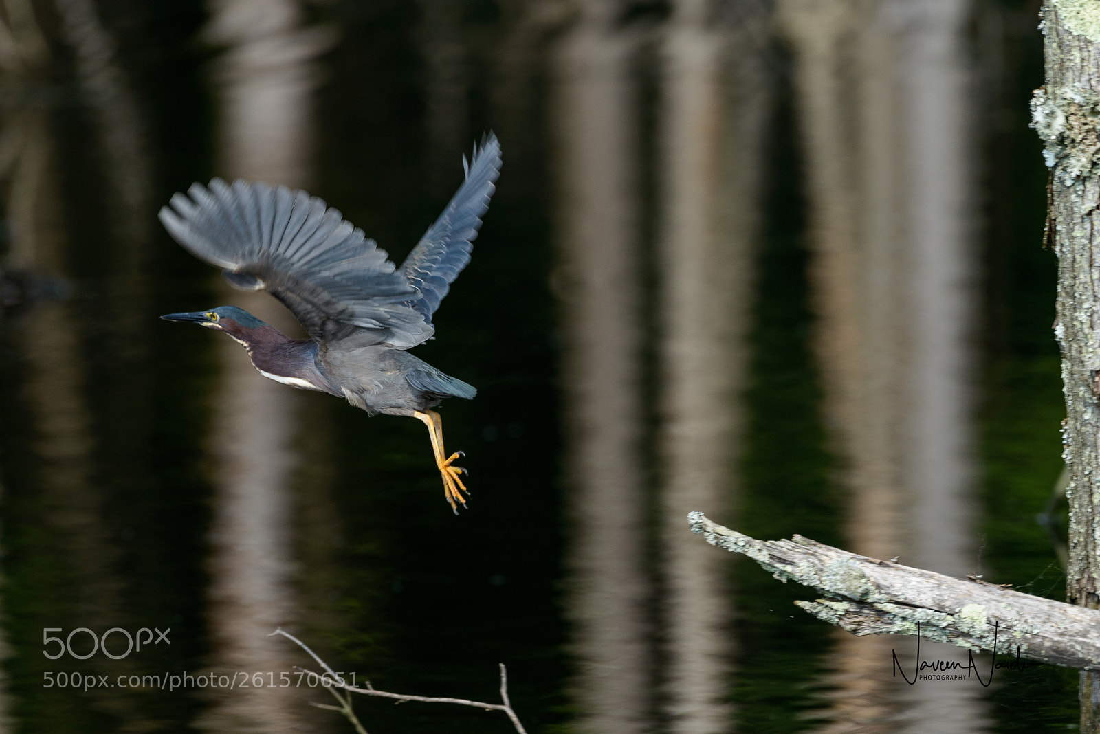 Nikon D800 sample photo. Heron in flight photography