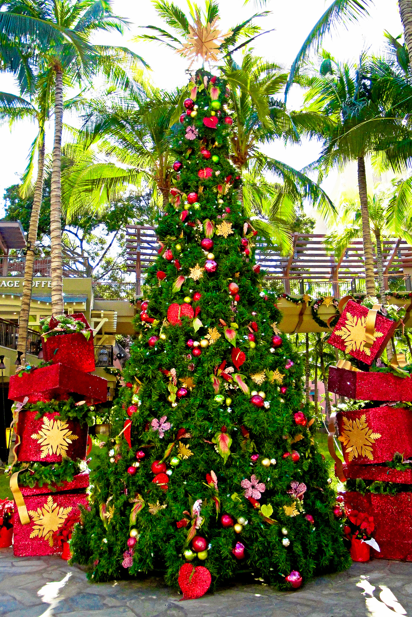 Sony Cyber-shot DSC-W290 sample photo. Waikiki christmas tree photography