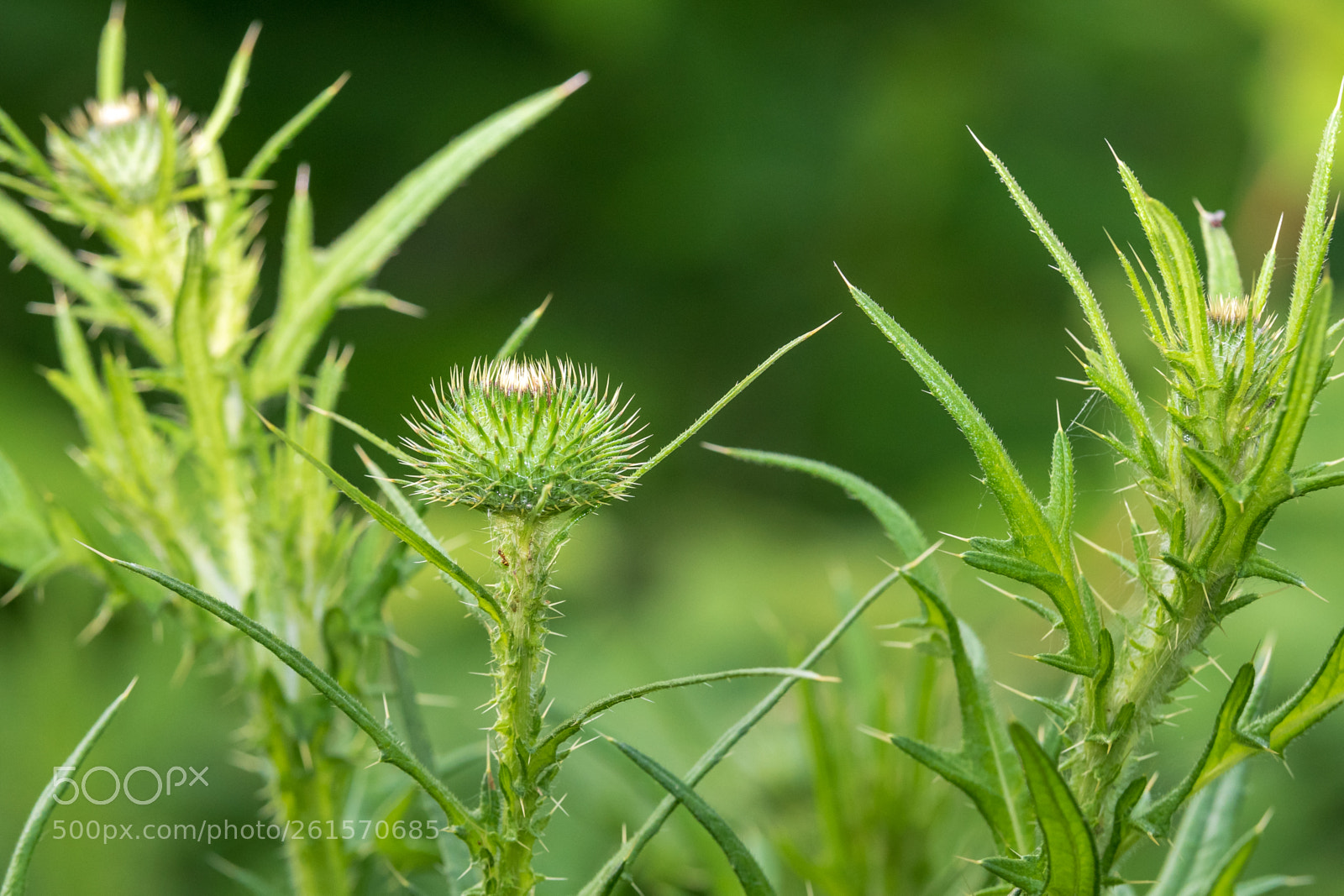 Nikon D500 sample photo. Baby thistles photography