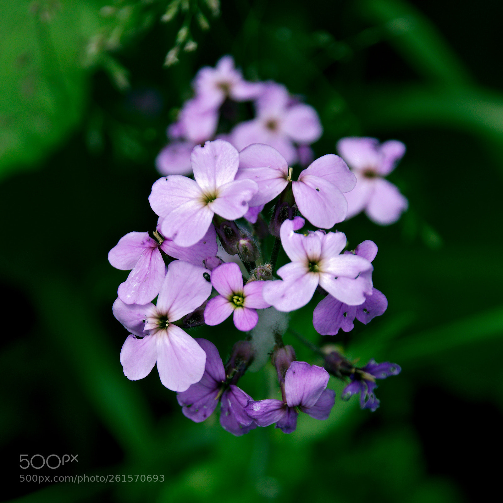 Nikon D5300 sample photo. Small purple photography