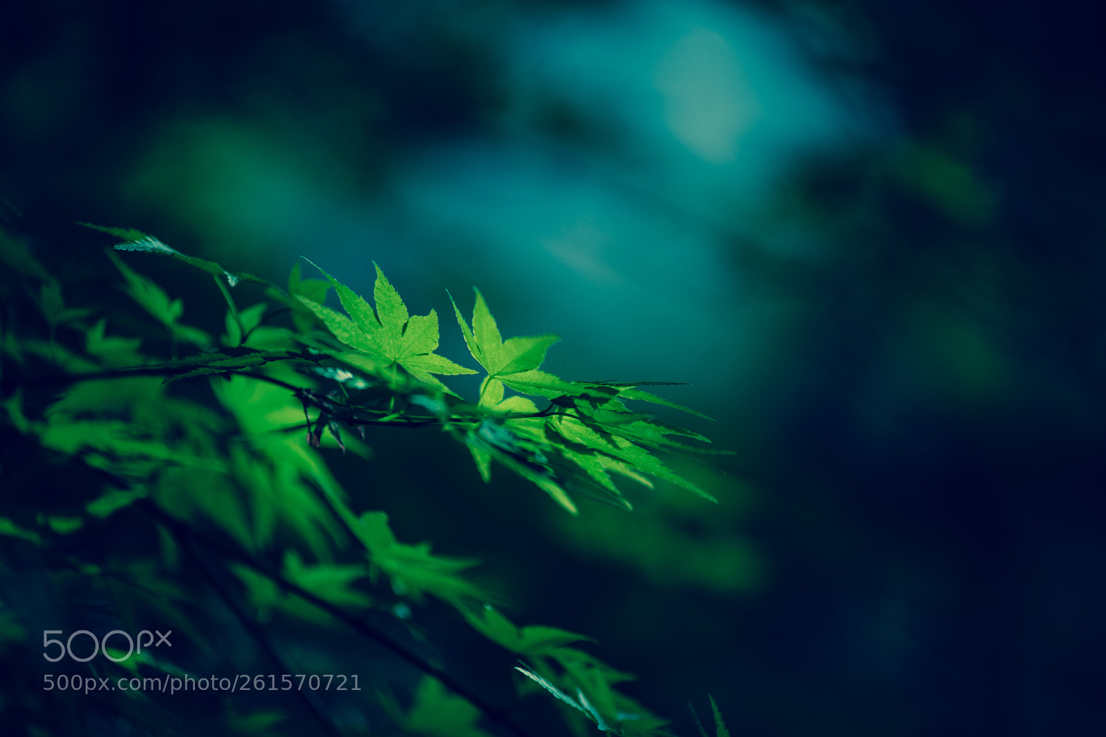 Sony a7 sample photo. 20180330-153141026.jpg photography