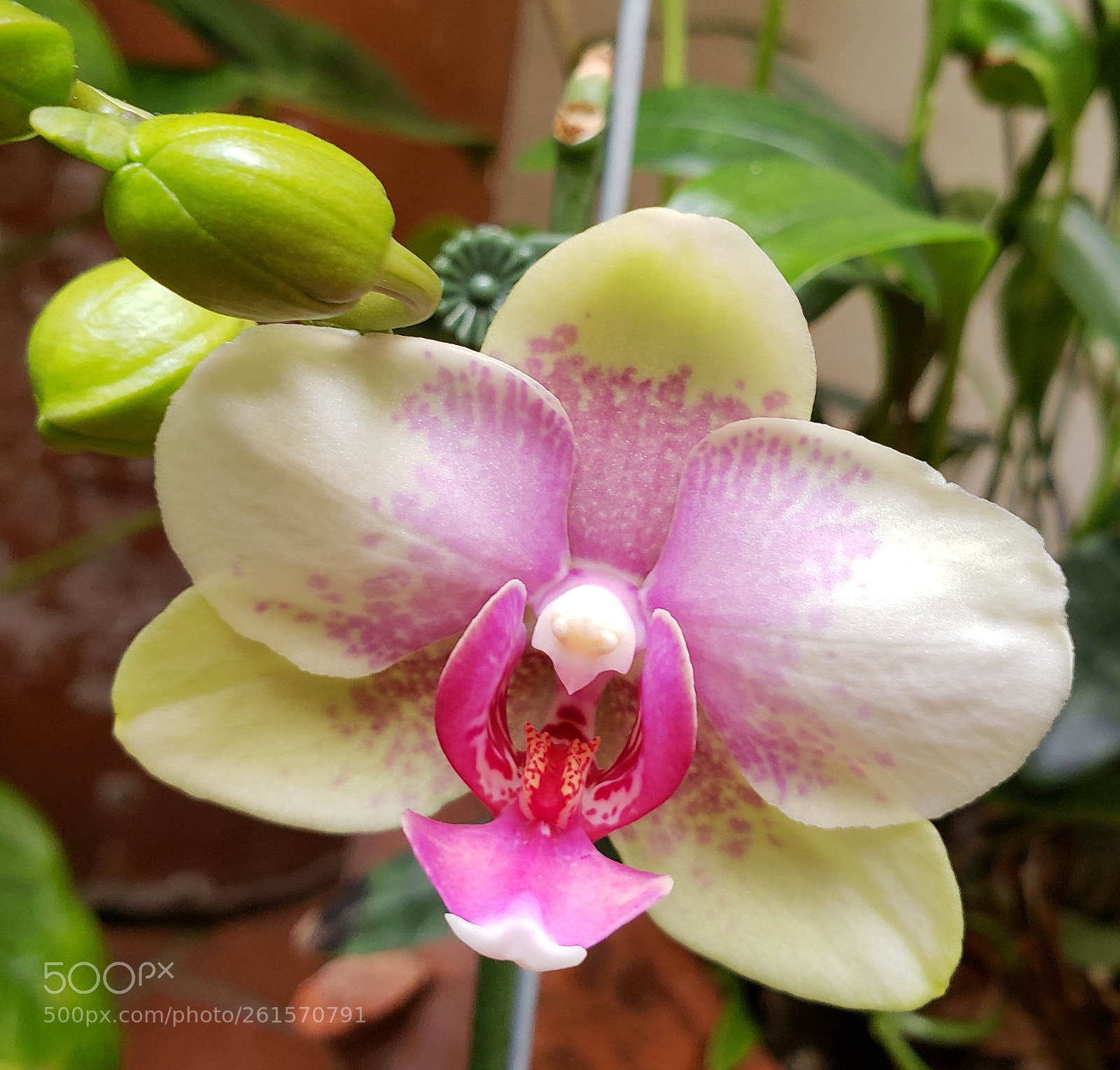 Samsung Galaxy S9+ sample photo. Orquídea photography