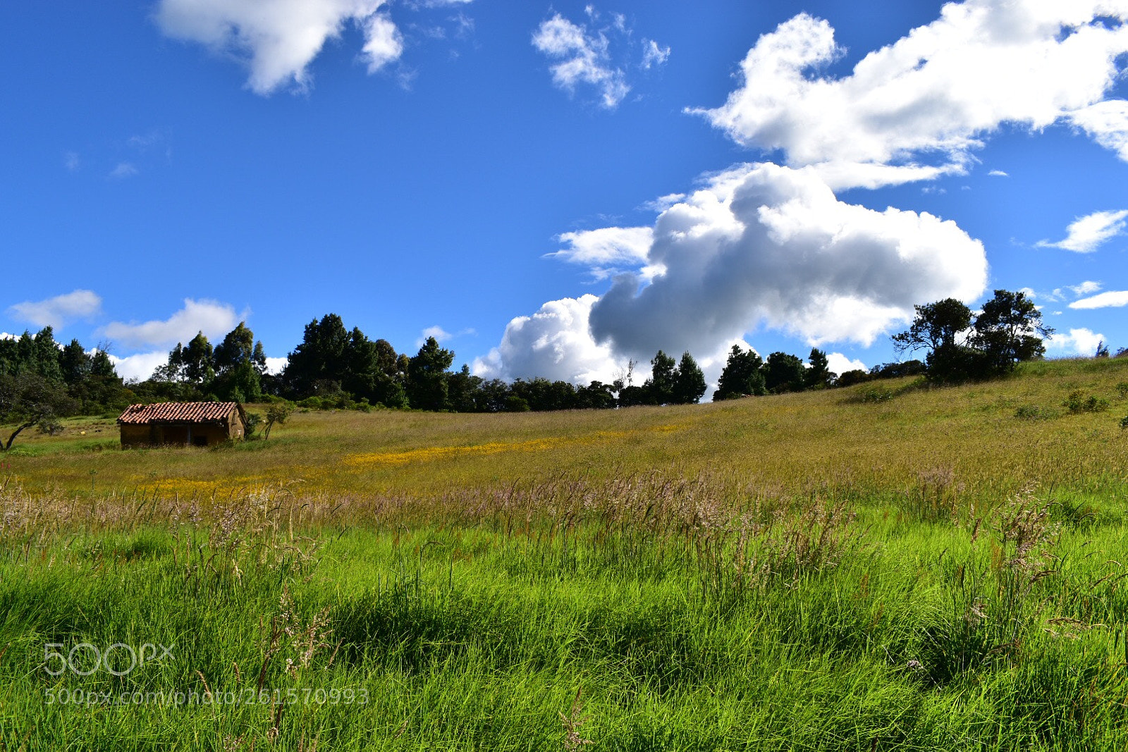 Nikon D5600 sample photo. Colombian country side  photography
