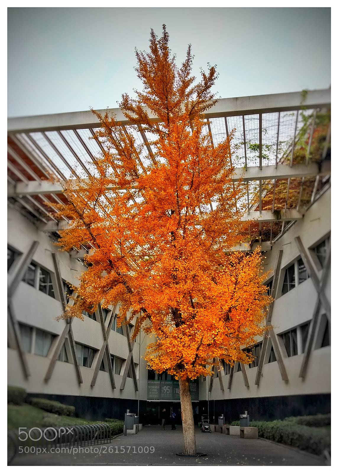Motorola Moto G (4) sample photo. Otoño photography