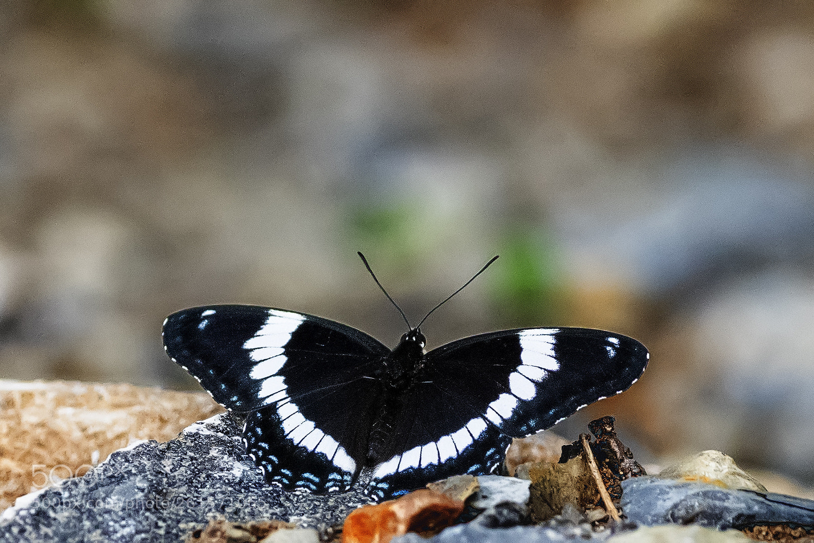 Nikon D850 sample photo. White admiral butterfly photography