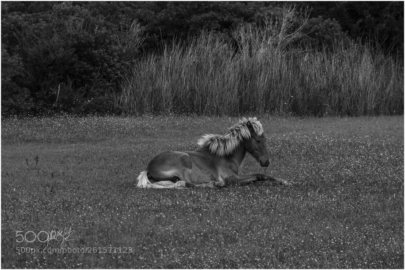 Nikon D7100 sample photo. Wild horse of shackleford photography