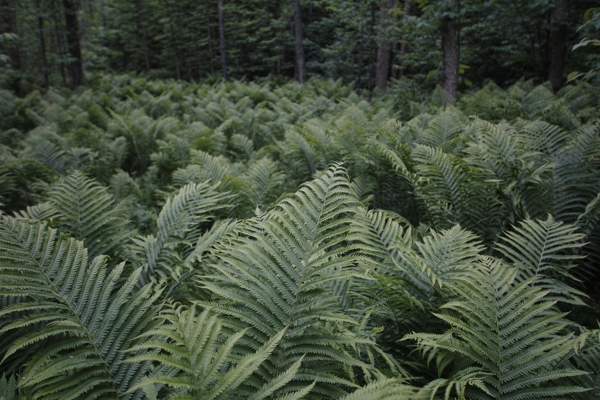 Sigma SD1 Merrill sample photo. Carpets of ferns photography