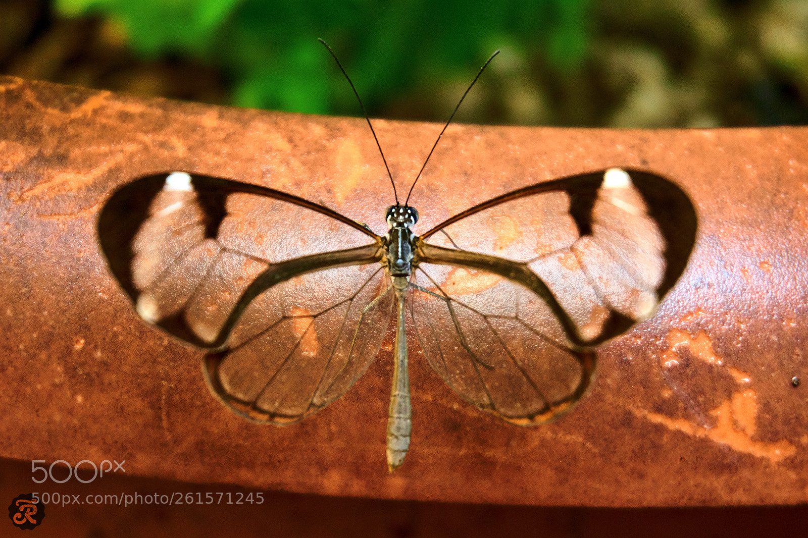 Sony a6000 sample photo. Crystal butterfly (greta oto) photography
