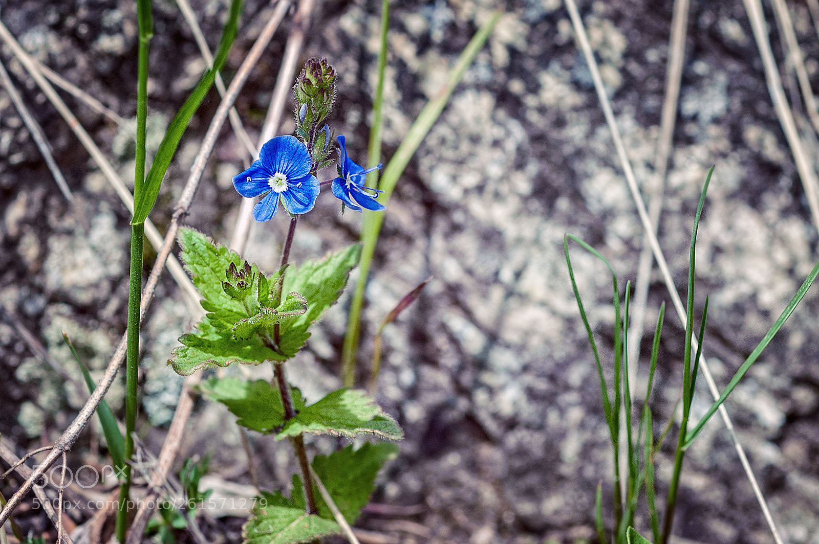 Nikon D700 sample photo. Veronica chamaedrys photography