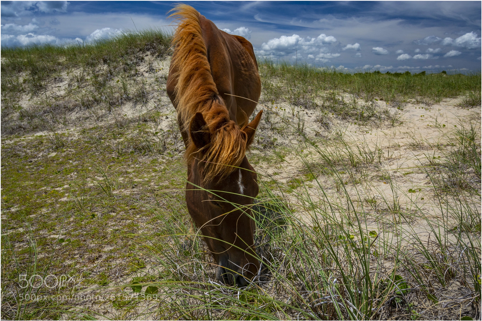 Nikon D7100 sample photo. Wild horse of shackleford photography