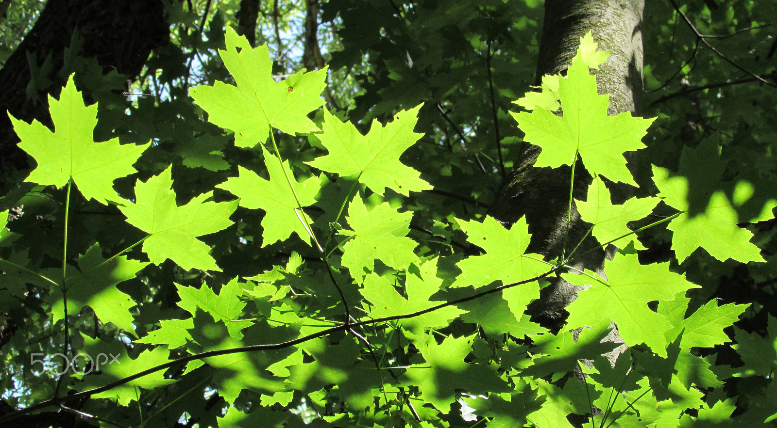 Canon PowerShot SX510 HS sample photo. Green, hybrid swamp-maple leaves, spring photography
