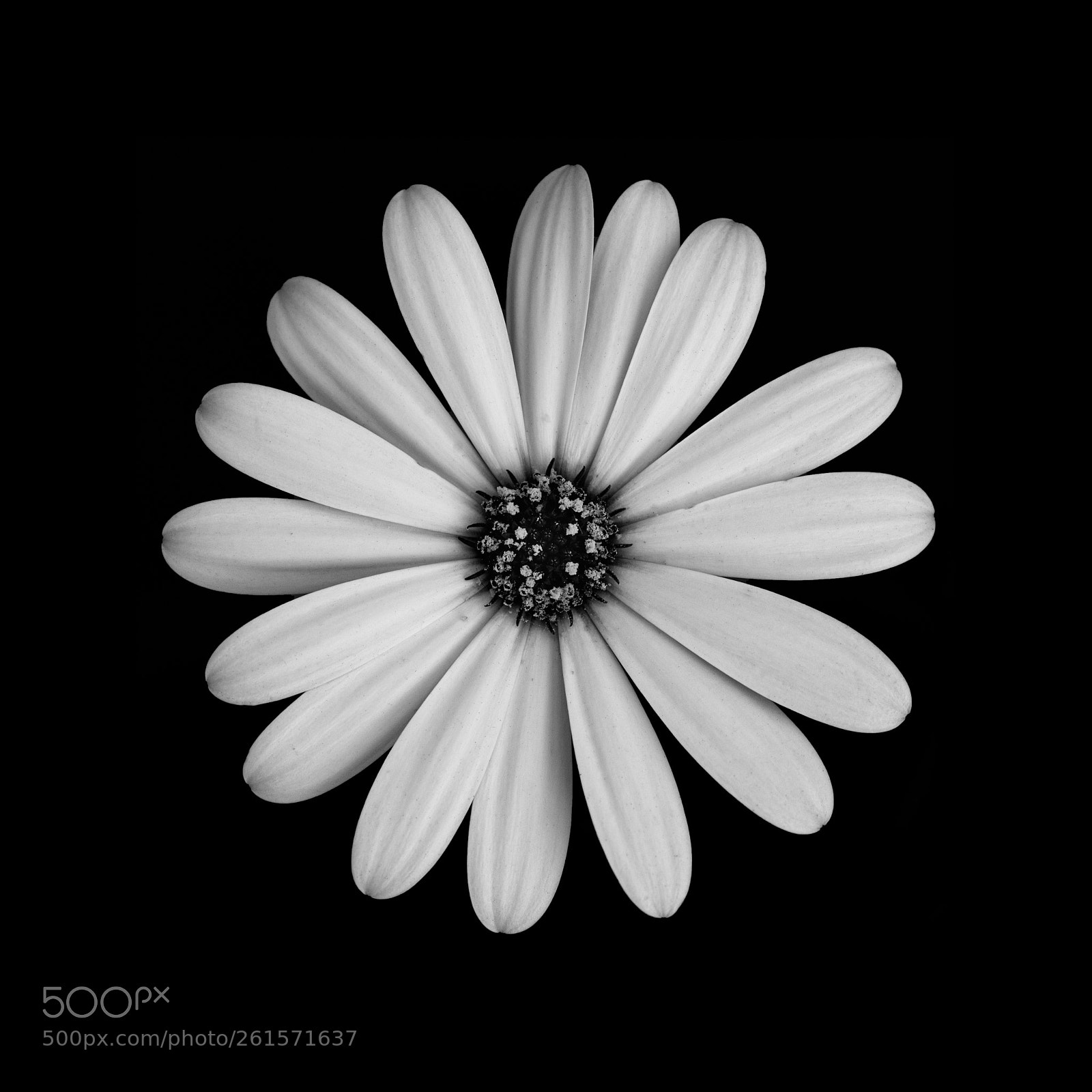 Nikon D810 sample photo. Simple photography