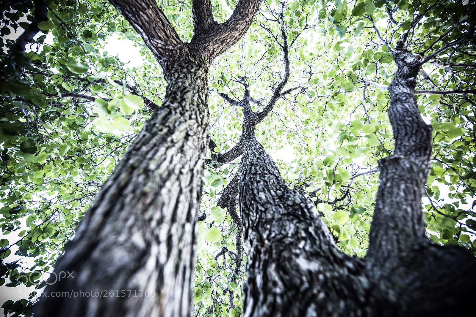 Nikon D810 sample photo. The squirrel's view photography