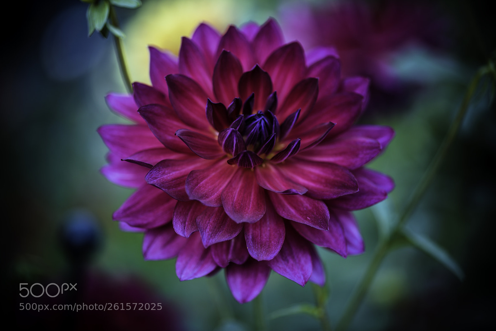 Nikon D810 sample photo. A hint of violet photography