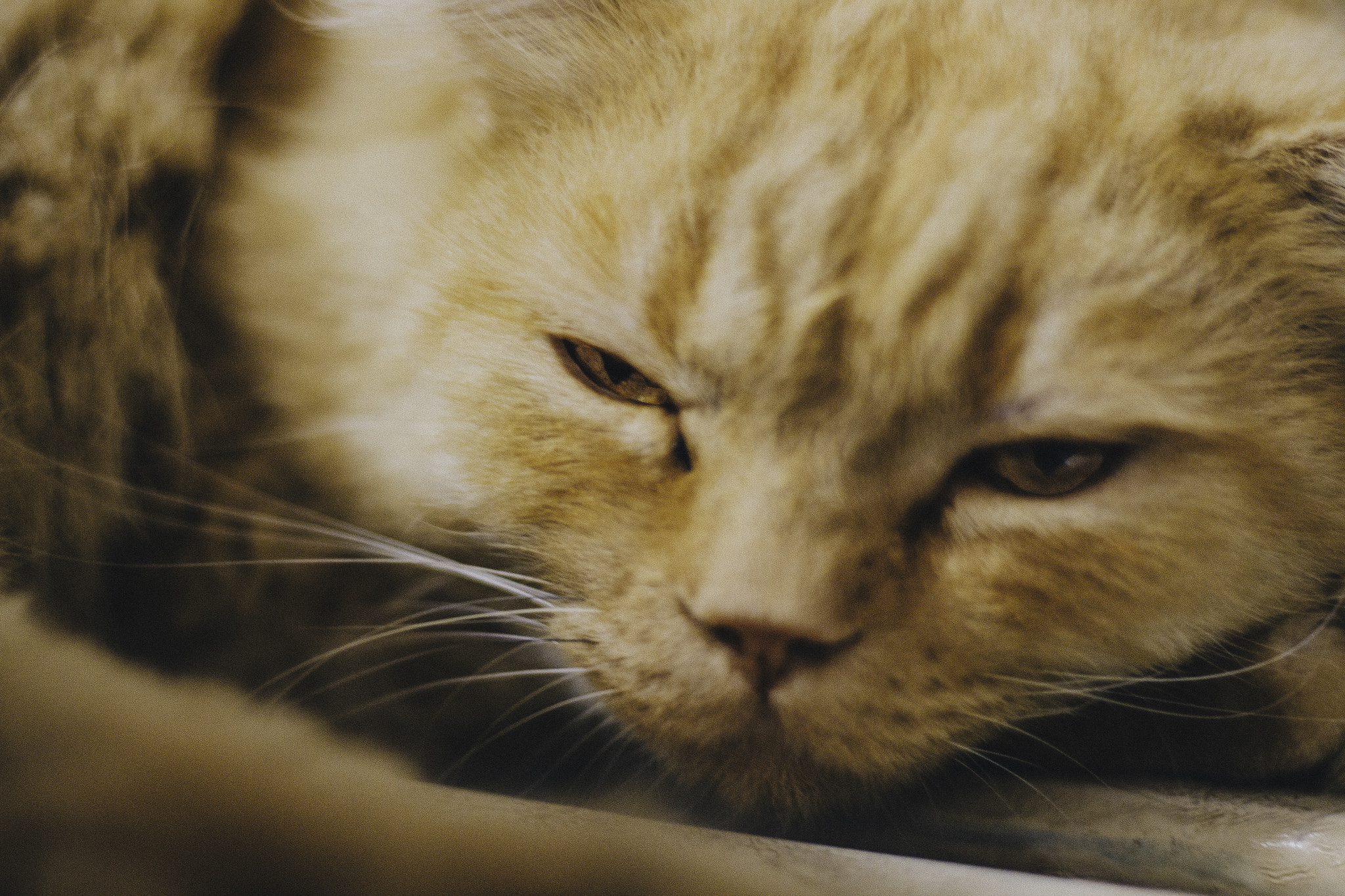 Canon EOS 700D (EOS Rebel T5i / EOS Kiss X7i) sample photo. Meu gato feliz photography