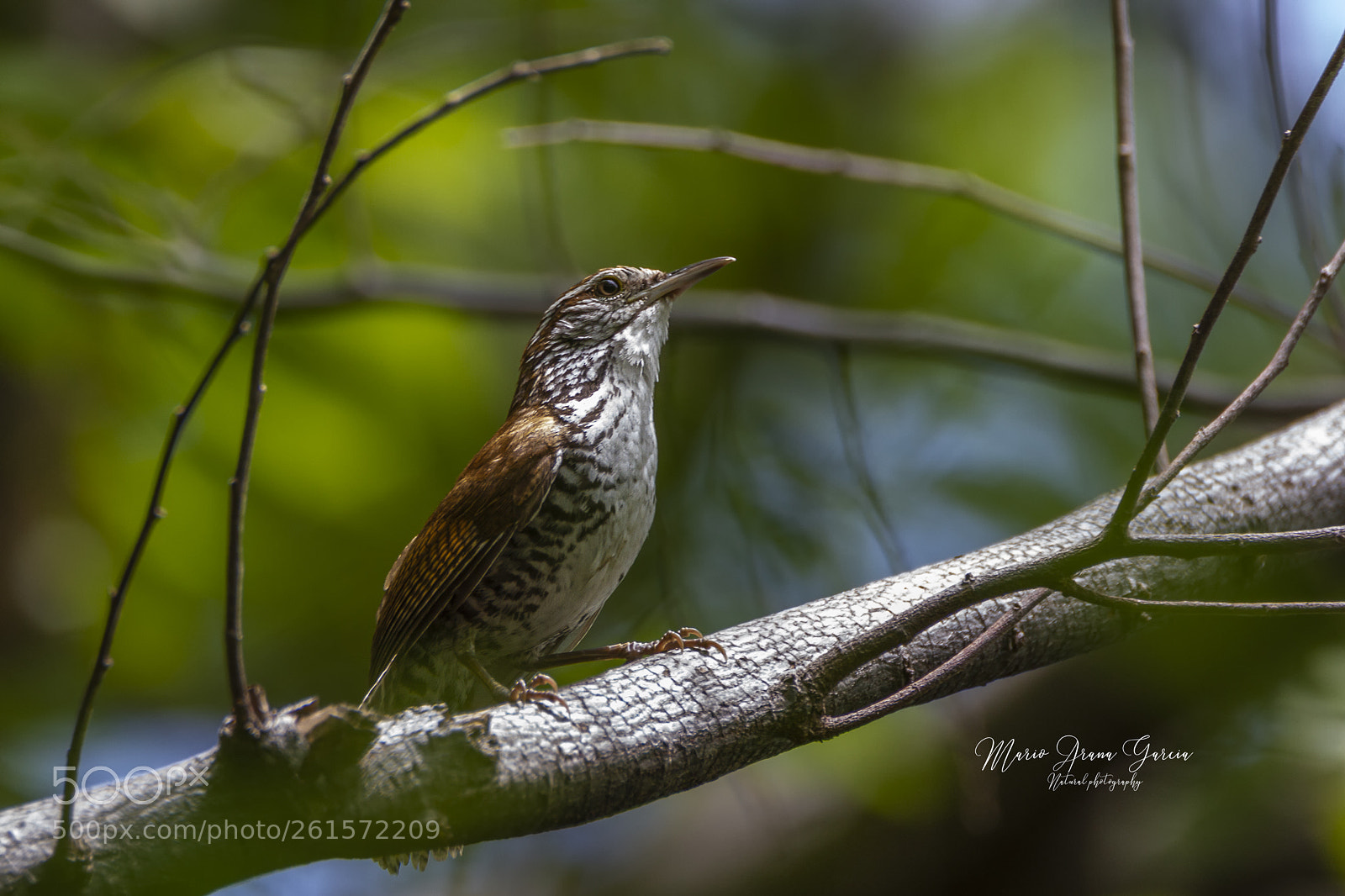 Canon EOS 7D sample photo. Banded wren photography