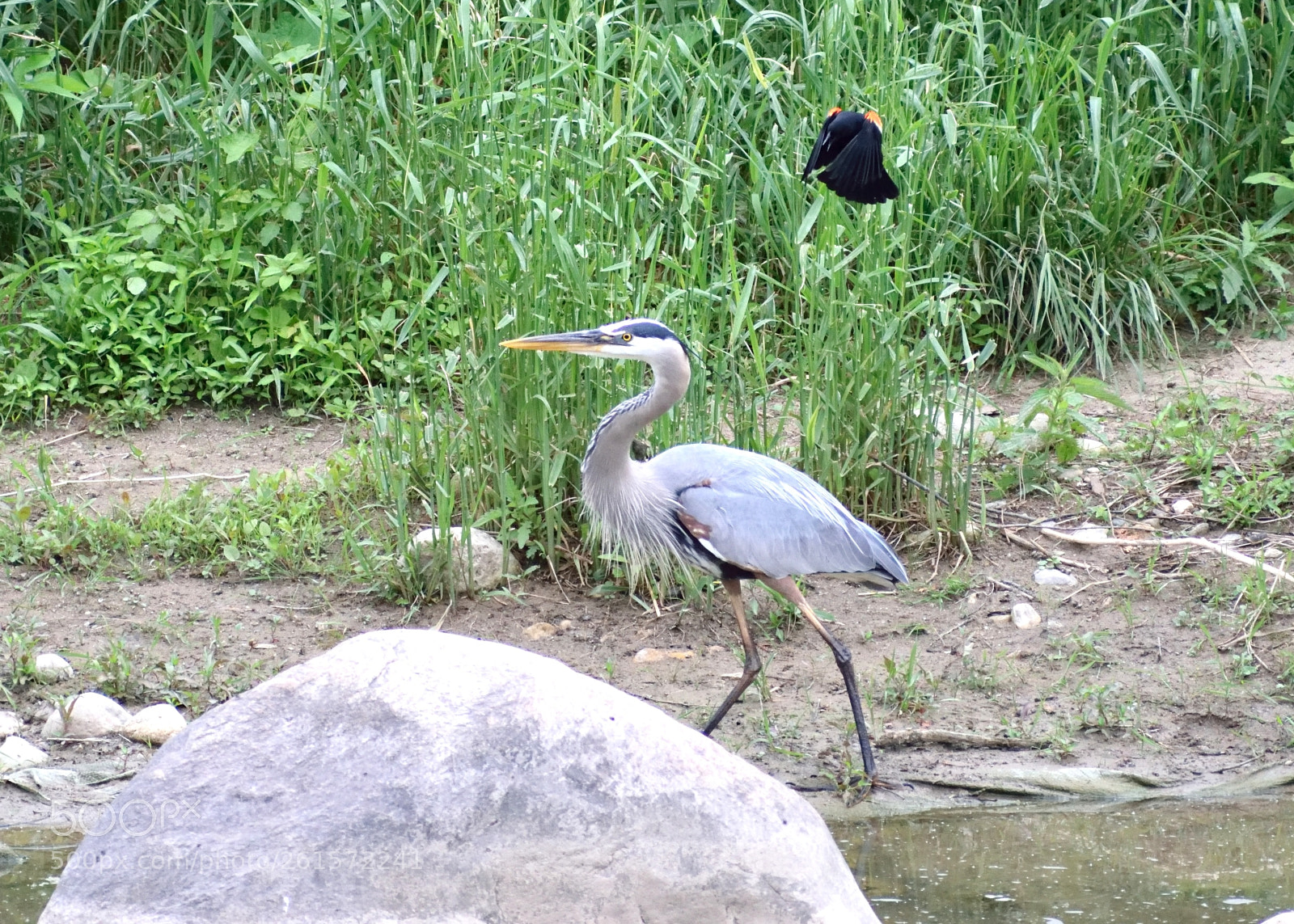 Nikon D5300 sample photo. Attack! photography