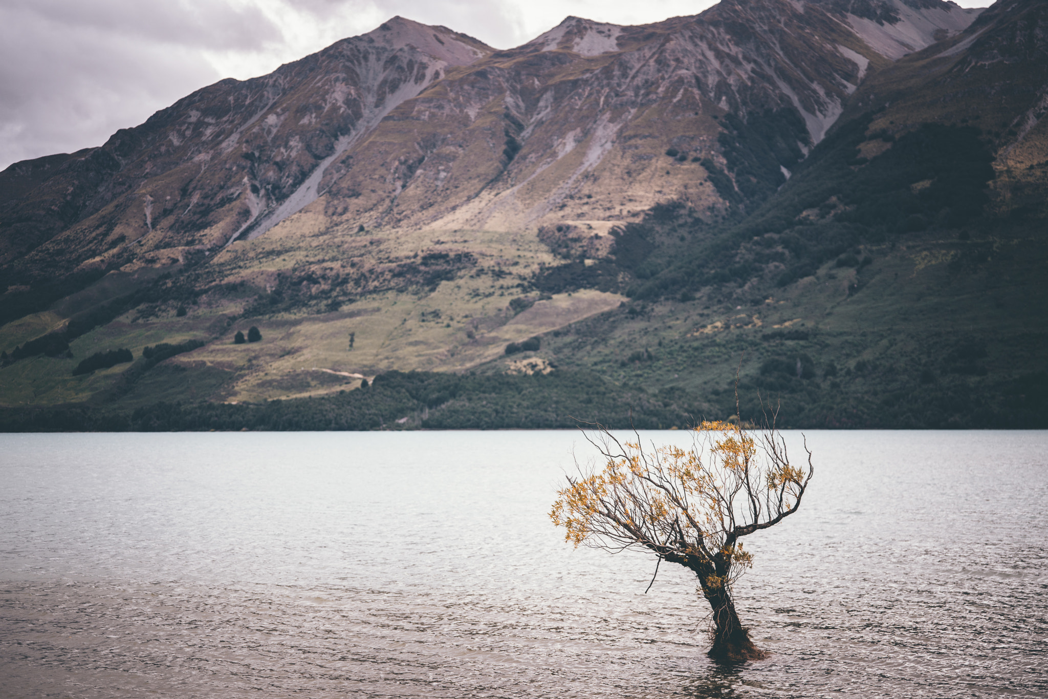 Sony a9 sample photo. That glenorchy tree photography