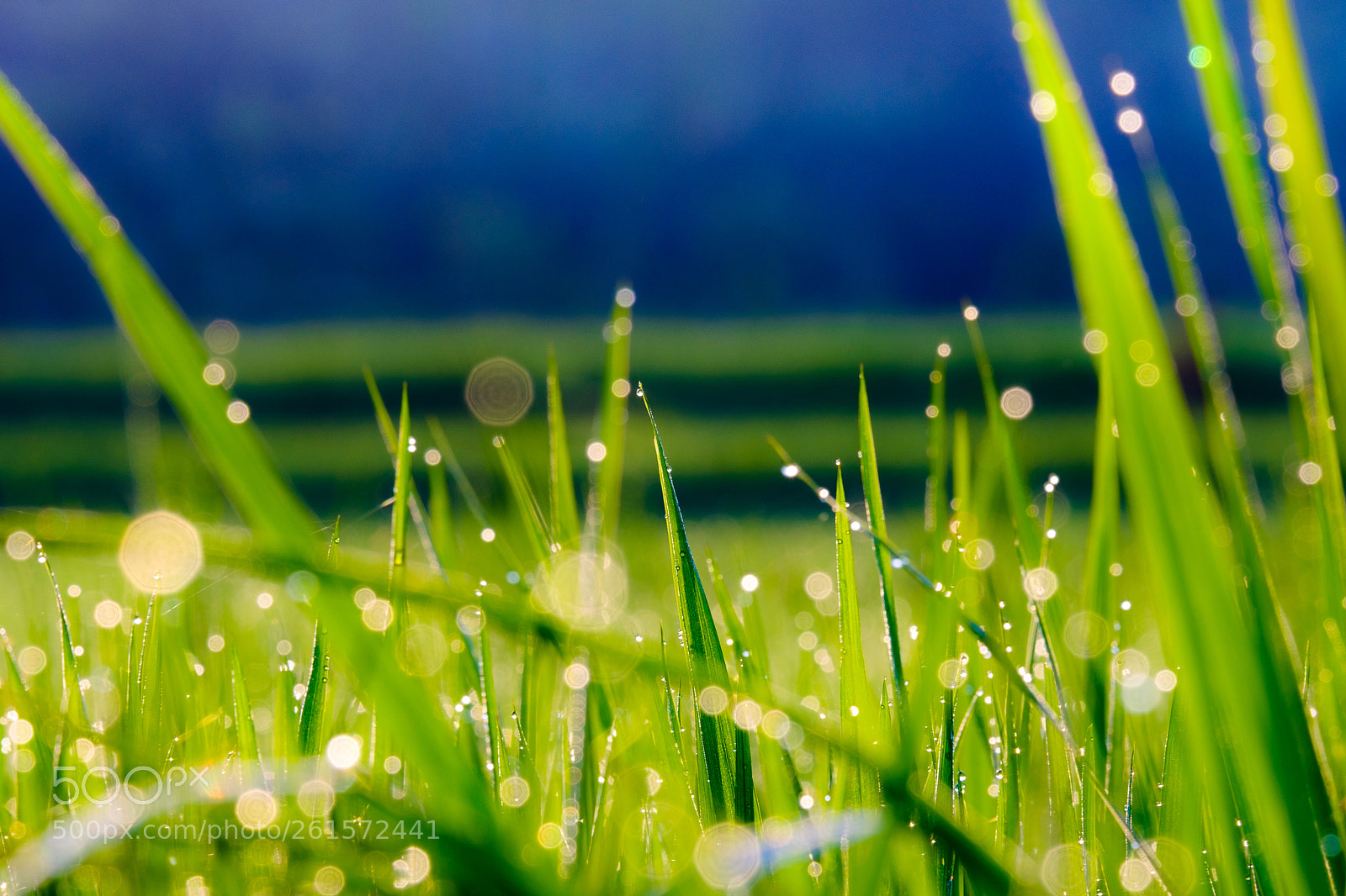Fujifilm X-T2 sample photo. Morning dew on rice photography