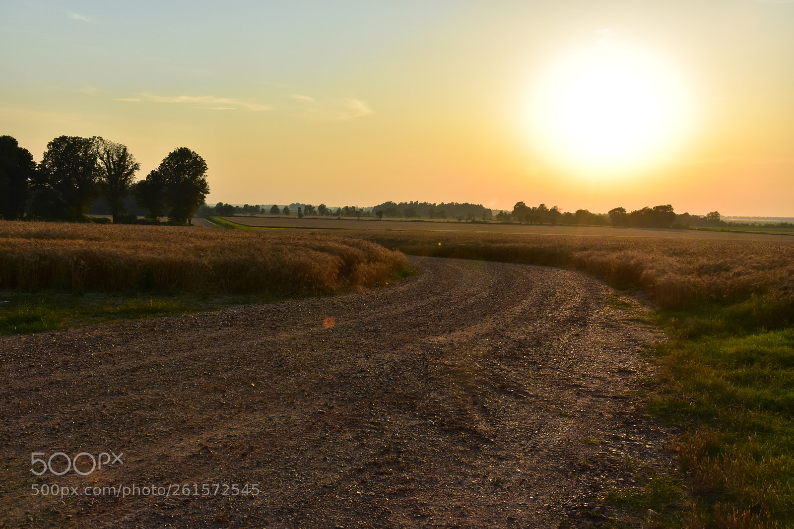 Nikon D5600 sample photo. Country roads and wheat photography