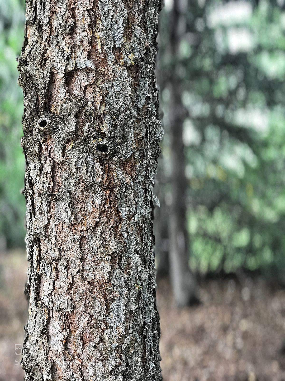 Apple iPhone 7 Plus sample photo. Tree trunk photography