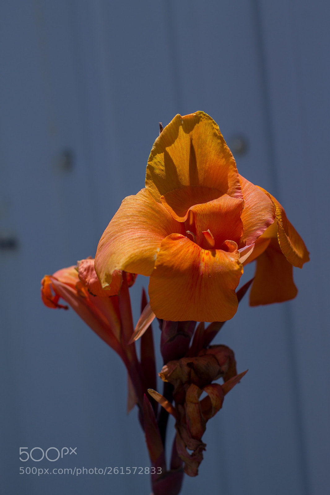 Canon EOS 1100D (EOS Rebel T3 / EOS Kiss X50) sample photo. Orange flower photography