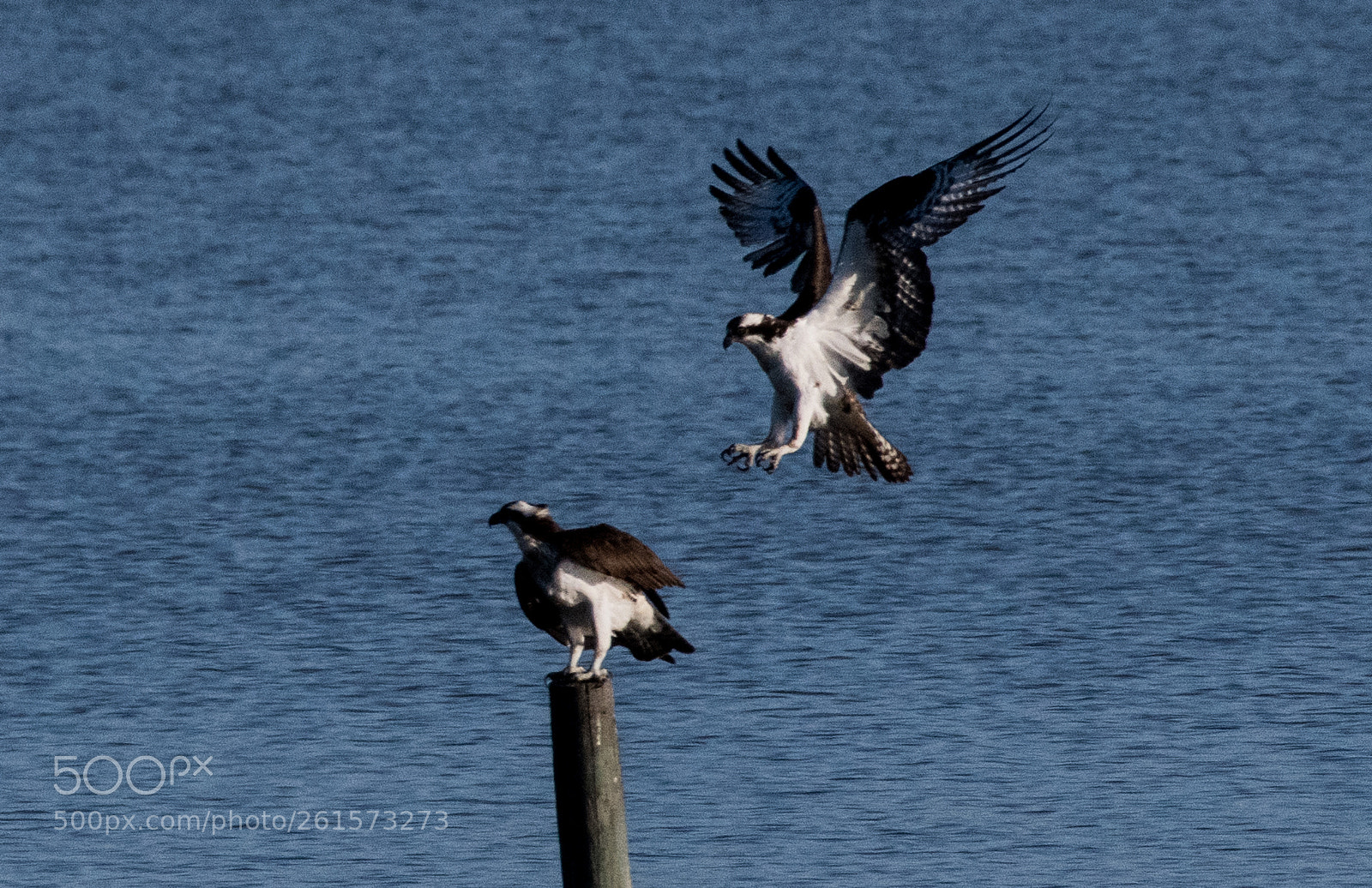 Nikon D850 sample photo. Osprey photography