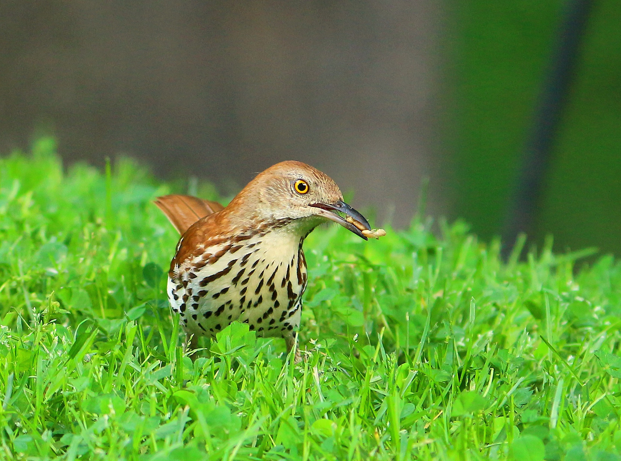 Canon EOS 650D (EOS Rebel T4i / EOS Kiss X6i) sample photo. Brown thrasher photography