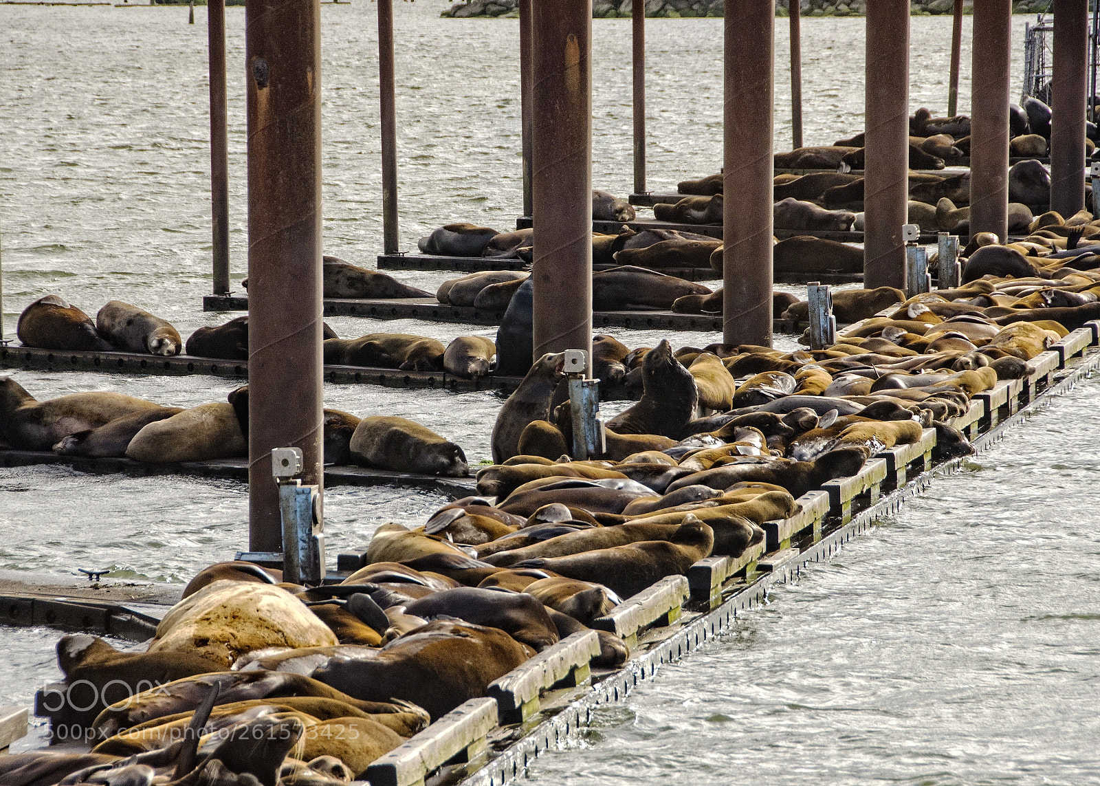 Nikon D7000 sample photo. Sea lions overtake dock photography