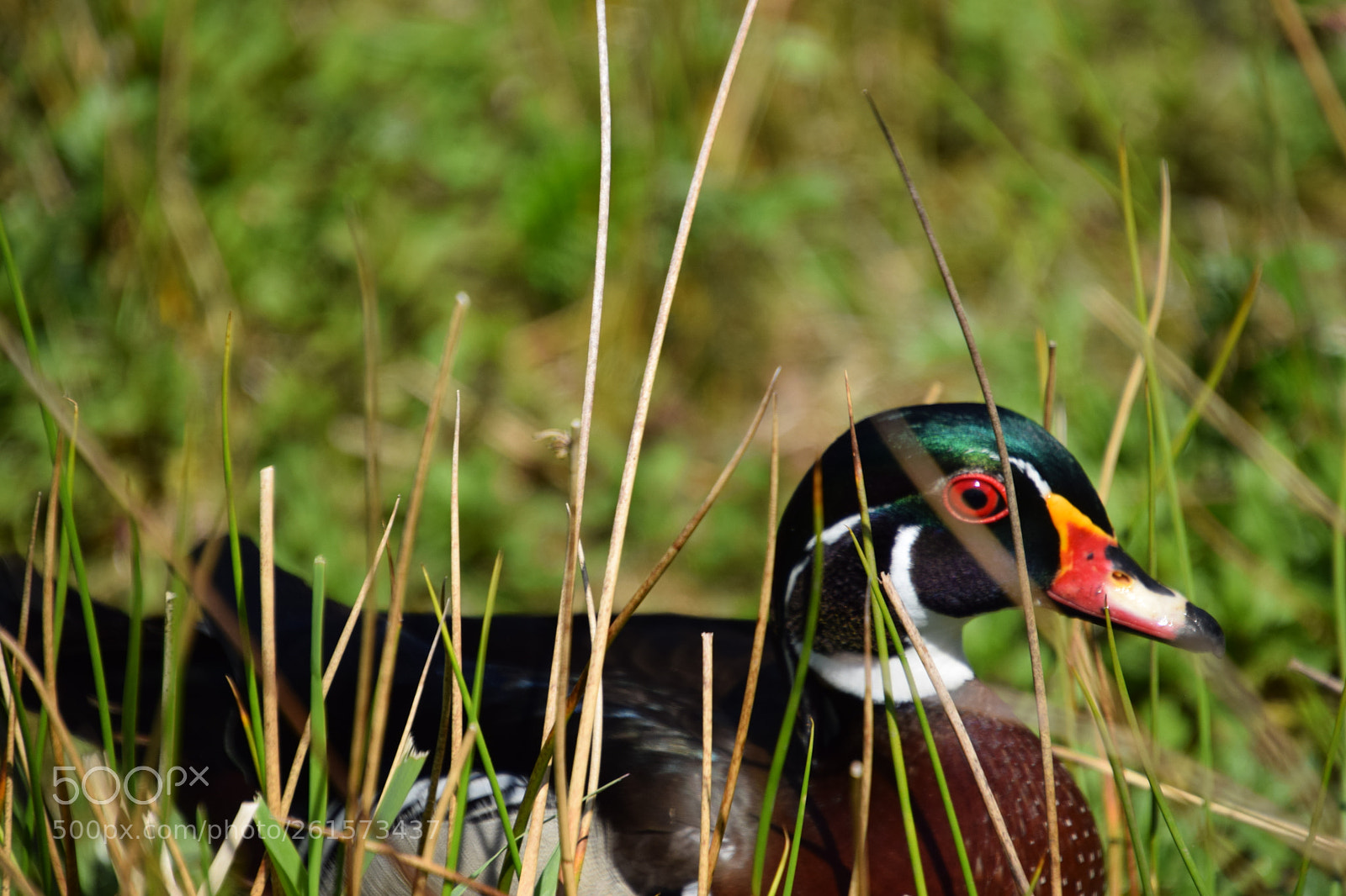 Nikon D5300 sample photo. Wood duck at burnaby photography