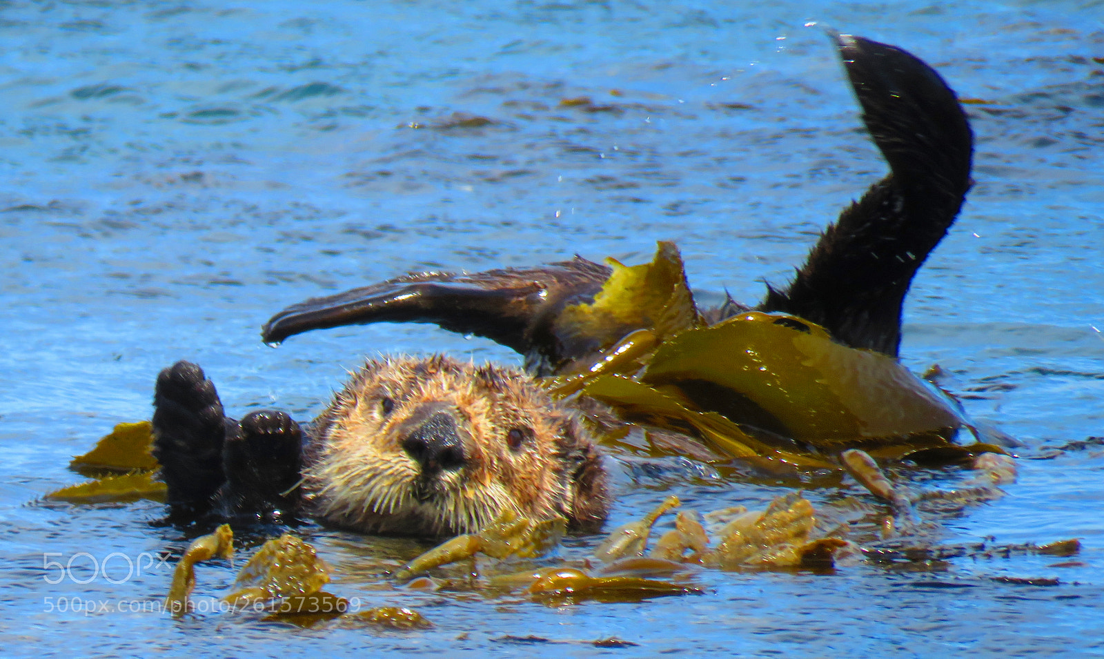 Canon PowerShot SX60 HS sample photo. Aquatic yoga photography